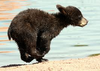 Bear Cub Image